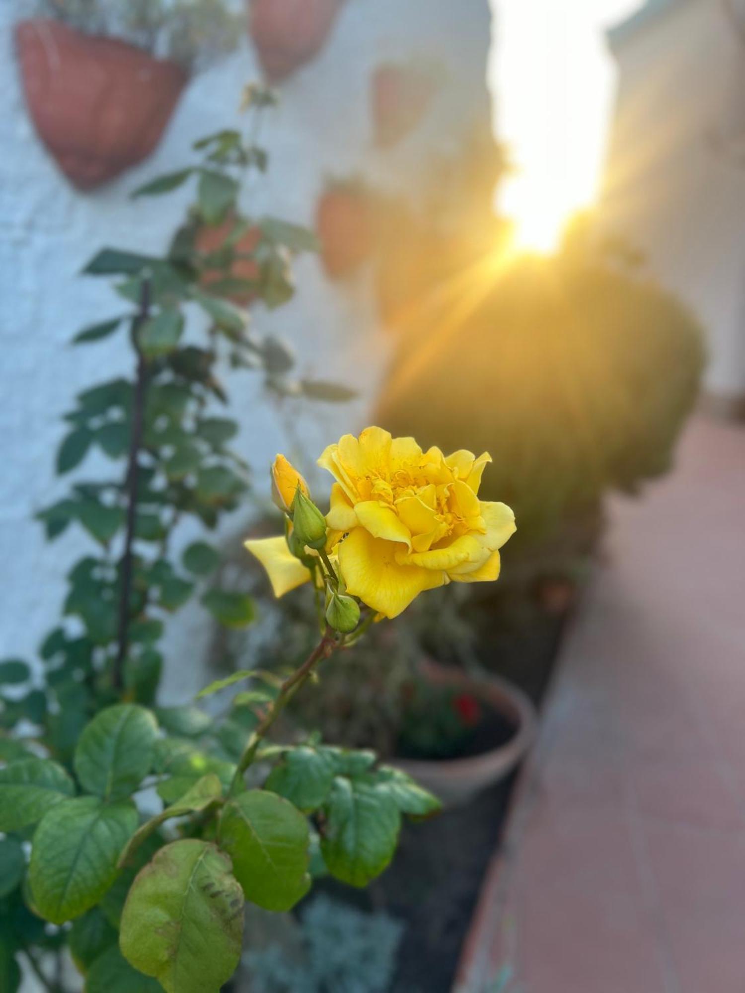 מלון קליארי Rosa Dei Venti מראה חיצוני תמונה