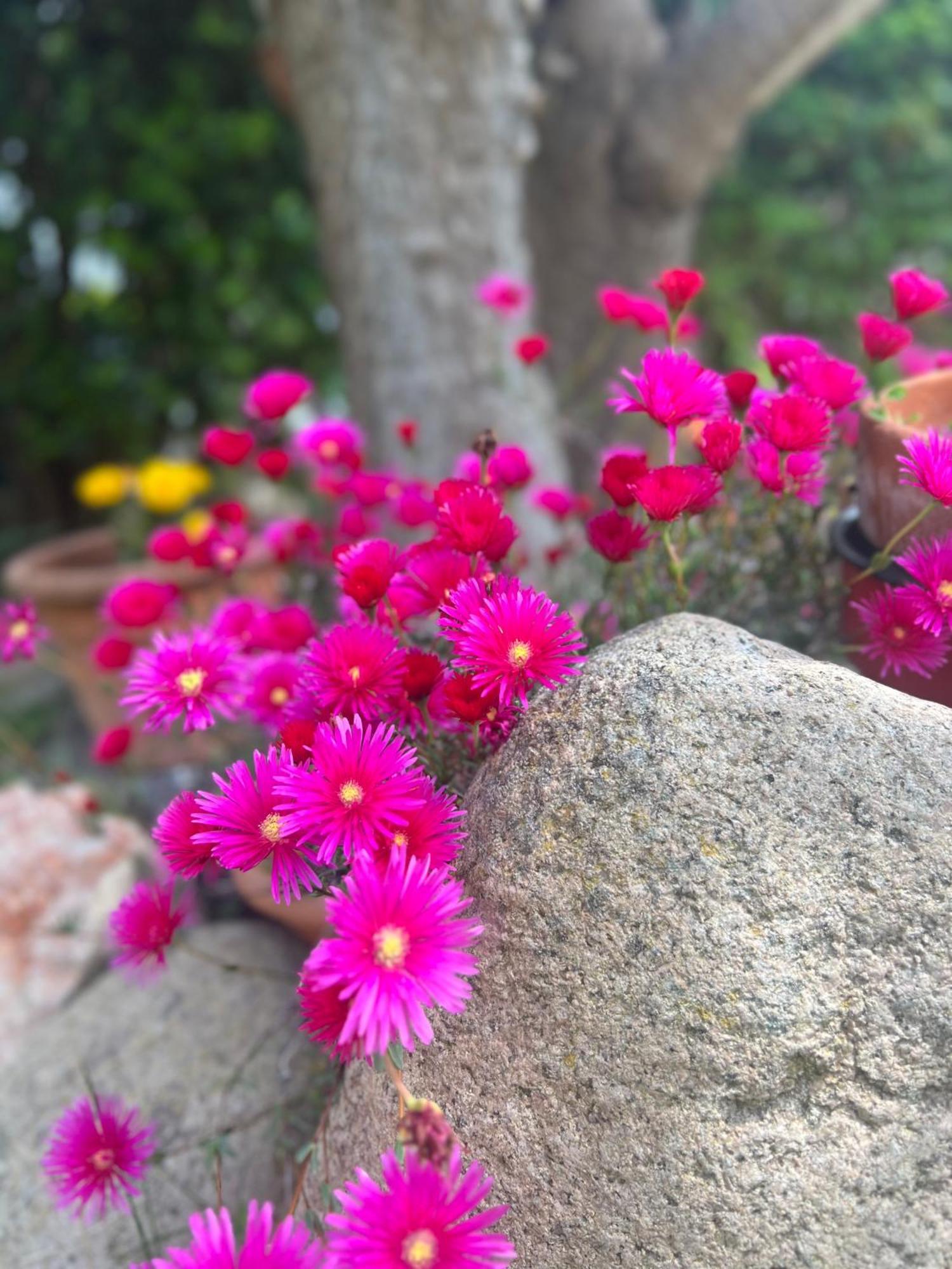 מלון קליארי Rosa Dei Venti מראה חיצוני תמונה